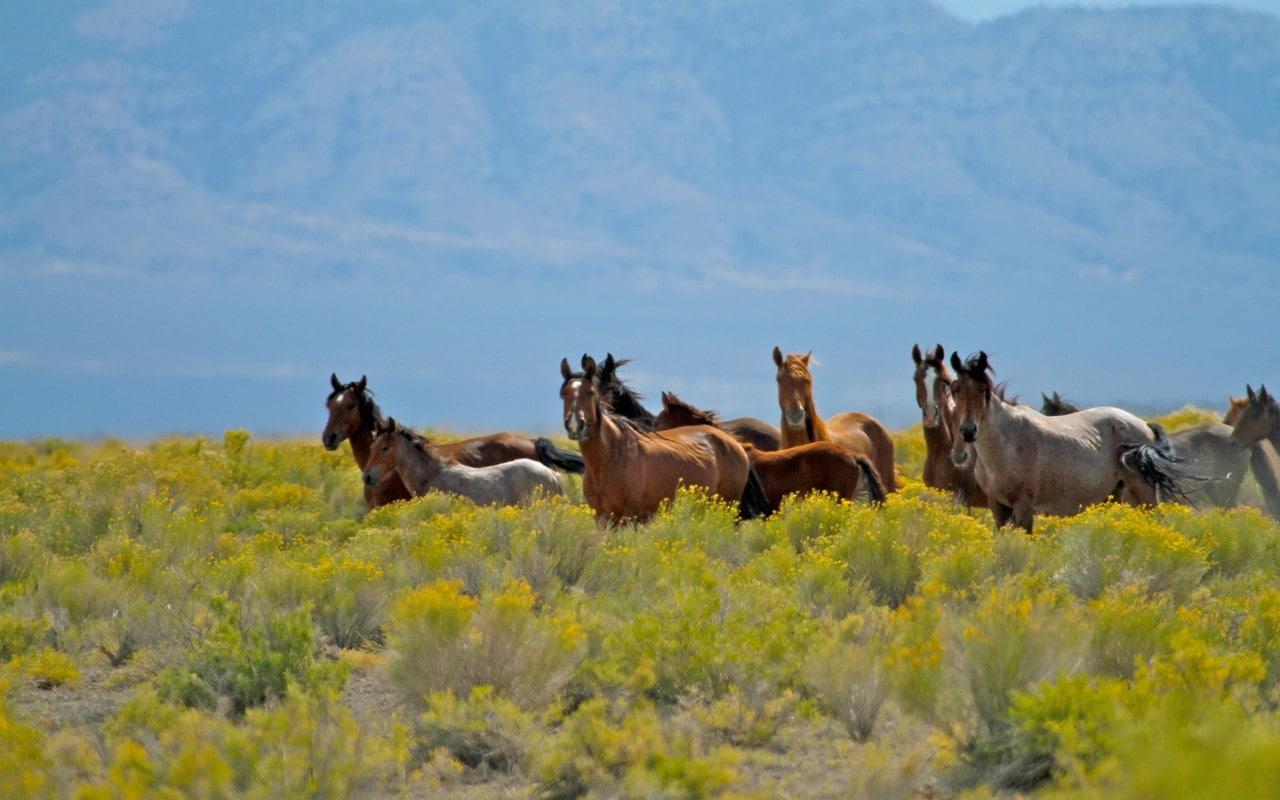 The eco-resort that's taking on the government to save America's wild mustangs
