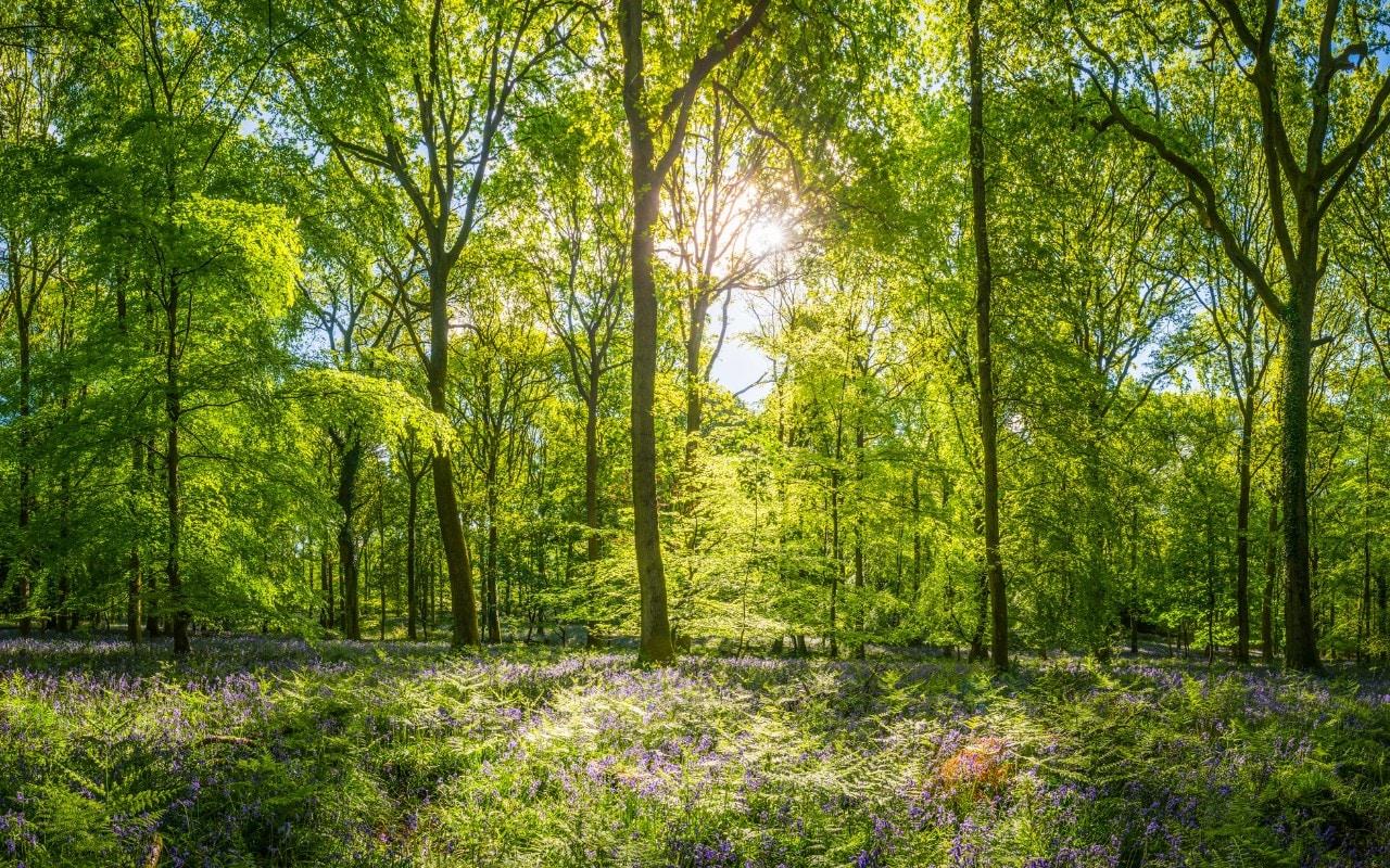 An ode to walking among trees – and the best forest adventures in Britain
