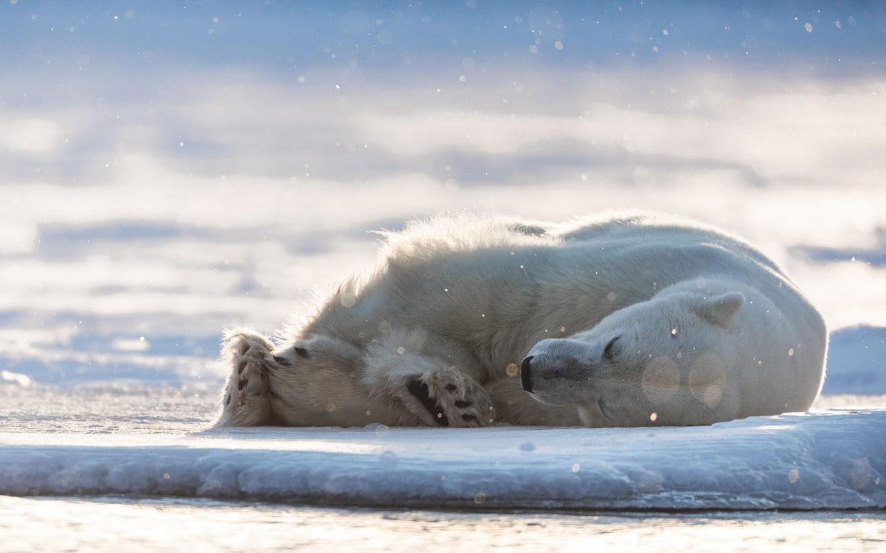 Telegraph Travel Awards 2019: Win an incredible £25,000 Arctic adventure