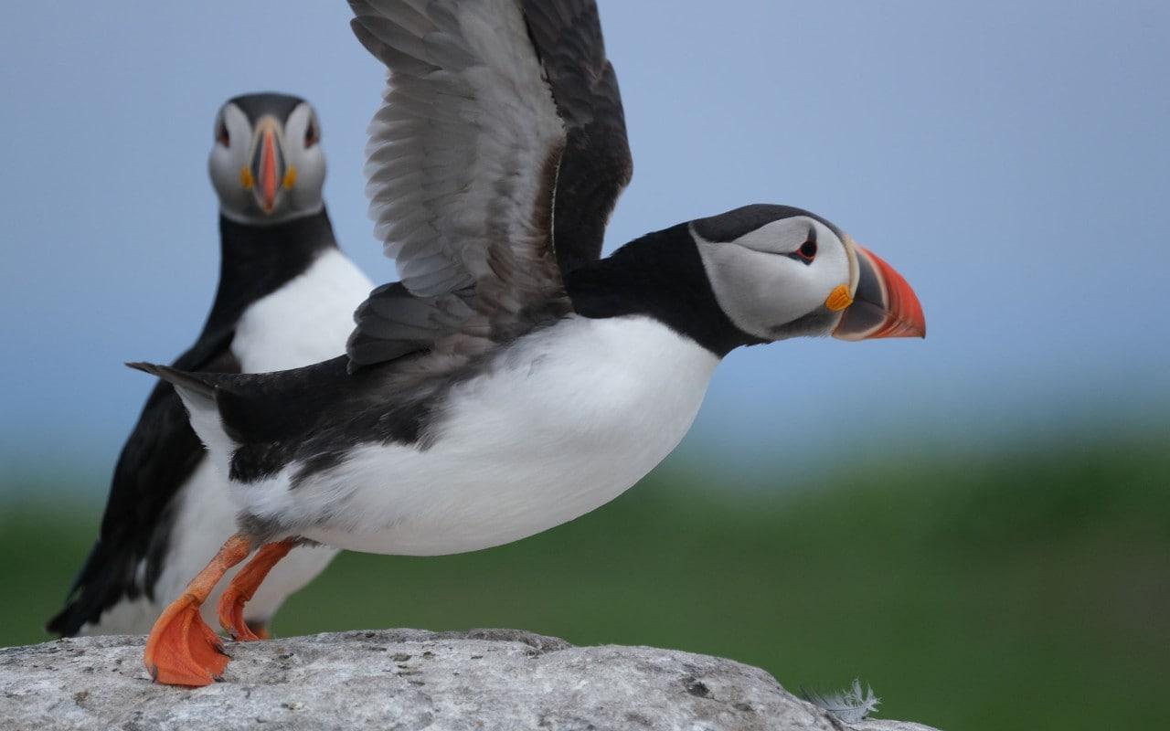 How to get the perfect photo in Britain's puffin paradise